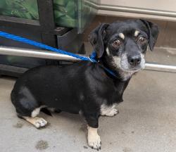 Shelter Stray Male Dog last seen , 4000 N Silverbell Rd, Tucson, AZ 85745, USA