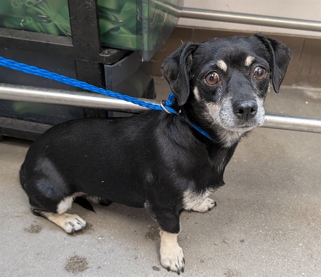 Shelter Stray Male Dog last seen , 4000 N Silverbell Rd, Tucson, AZ 85745, USA
