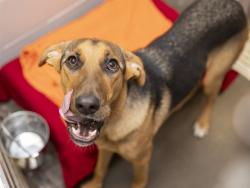 Shelter Stray Female Dog last seen 35TH AVE AND OSBORN RD, 5501 E Van Buren St, Phoenix, AZ 85008, USA