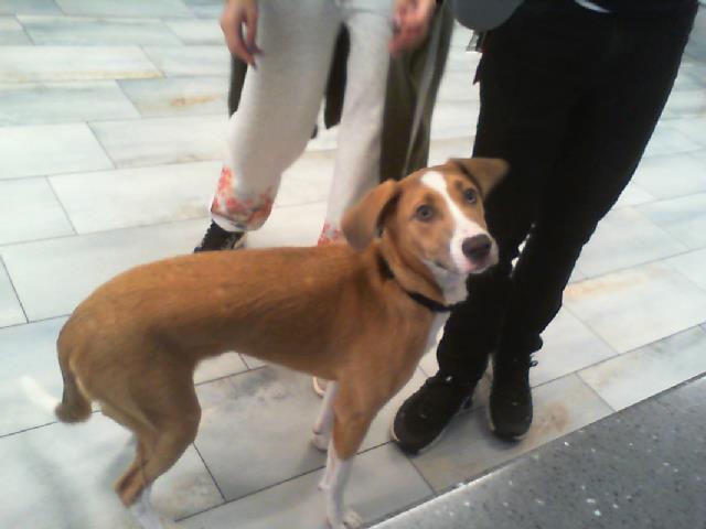 Shelter Stray Male Dog last seen CHARLOTTE, 8315 Byrum Dr, Charlotte, NC 28217, USA