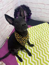 Shelter Stray Male Dog last seen Near BLOCK HOLMES ST, DETROIT, MI 48210, 1431 E Ferry St, Detroit, MI 48211, USA