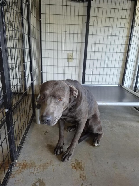 Shelter Stray Male Dog last seen Near BLOCK PRESLEY RD, 10521 Baur Blvd, Olivette, MO 63132, USA