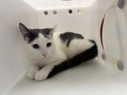 Shelter Stray Male Cat last seen Near BLOCK N BUFFUM ST, 3839 W Burnham St, West Milwaukee, WI 53215, USA