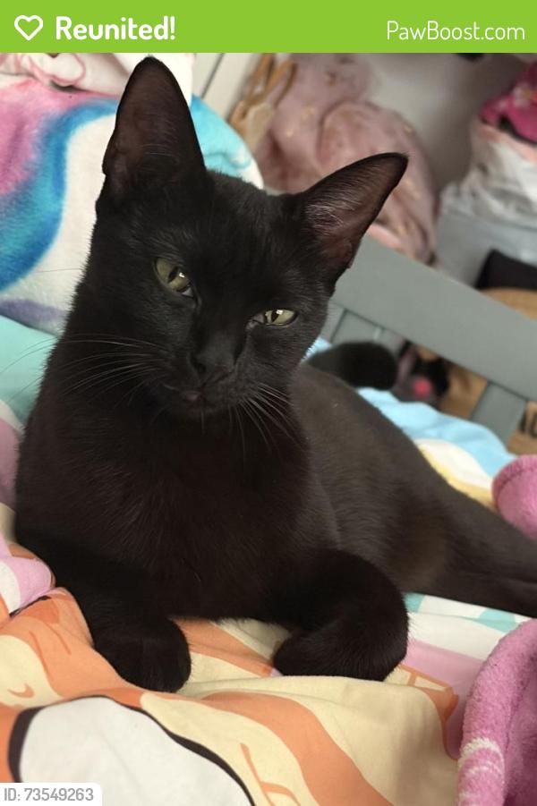 Reunited Female Cat last seen Near 13034 Avalon Crest Ct, Riverview, FL 33579