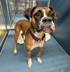 Shelter Stray Female Dog last seen Near BLOCK ALAMEDA ST, DETROIT, MI, 48203, 1431 E Ferry St, Detroit, MI 48211, USA