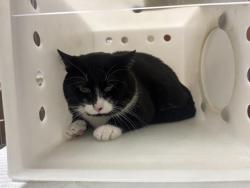 Shelter Stray Male Cat last seen Near BLOCK W CAPITOL DR, 3839 W Burnham St, West Milwaukee, WI 53215, USA
