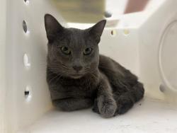 Shelter Stray Male Cat last seen Near BLOCK N 11TH ST, 3839 W Burnham St, West Milwaukee, WI 53215, USA