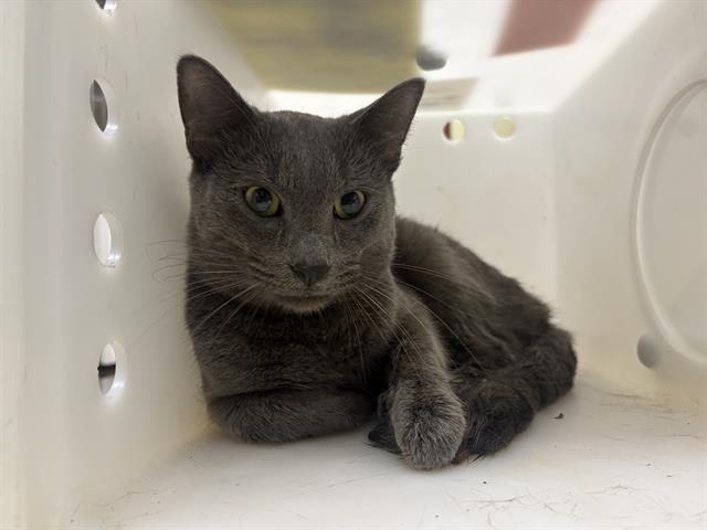 Shelter Stray Male Cat last seen Near BLOCK N 11TH ST, 3839 W Burnham St, West Milwaukee, WI 53215, USA