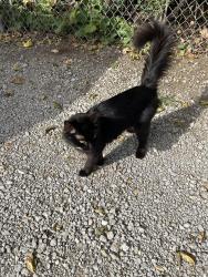 Found/Stray Female Cat last seen S Hammes and capri ave, Joliet, IL 60436
