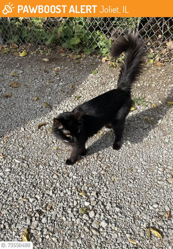 Found/Stray Female Cat last seen S Hammes and capri ave, Joliet, IL 60436