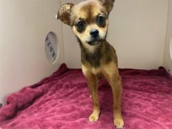 Shelter Stray Female Dog last seen DELAWARE/PRIOR, 3839 W Burnham St, West Milwaukee, WI 53215, USA