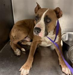Shelter Stray Male Dog last seen RIZA/ ELM, 581 S Grand Ave, San Jacinto, CA 92582, USA