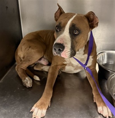 Shelter Stray Male Dog last seen RIZA/ ELM, 581 S Grand Ave, San Jacinto, CA 92582, USA