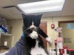 Shelter Stray Female Cat last seen PUETZ RD / HWY 32, 3839 W Burnham St, West Milwaukee, WI 53215, USA