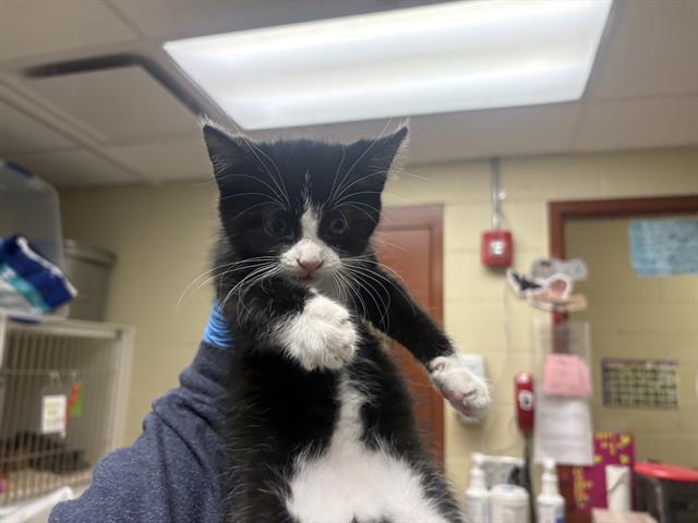 Shelter Stray Female Cat last seen PUETZ RD / HWY 32, 3839 W Burnham St, West Milwaukee, WI 53215, USA
