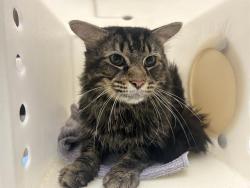 Shelter Stray Male Cat last seen Near BLOCK N 37TH ST, 3839 W Burnham St, West Milwaukee, WI 53215, USA