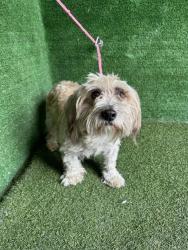 Shelter Stray Male Dog last seen , 5210 W Ave I, Lancaster, CA 93536, USA