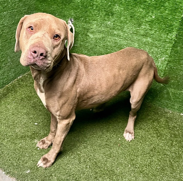 Shelter Stray Female Dog last seen , 5210 W Ave I, Lancaster, CA 93536, USA
