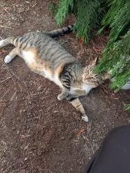 Found/Stray Unknown Cat last seen Near NW Joy Ave, Portland, OR 97229, Portland, OR 97229