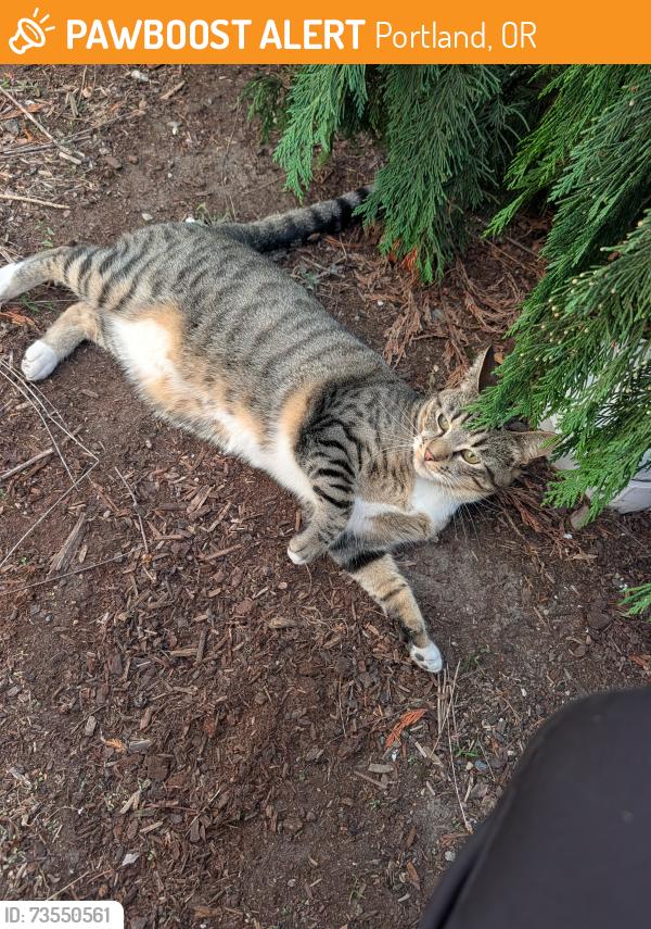 Found/Stray Unknown Cat last seen Near NW Joy Ave, Portland, OR 97229, Portland, OR 97229