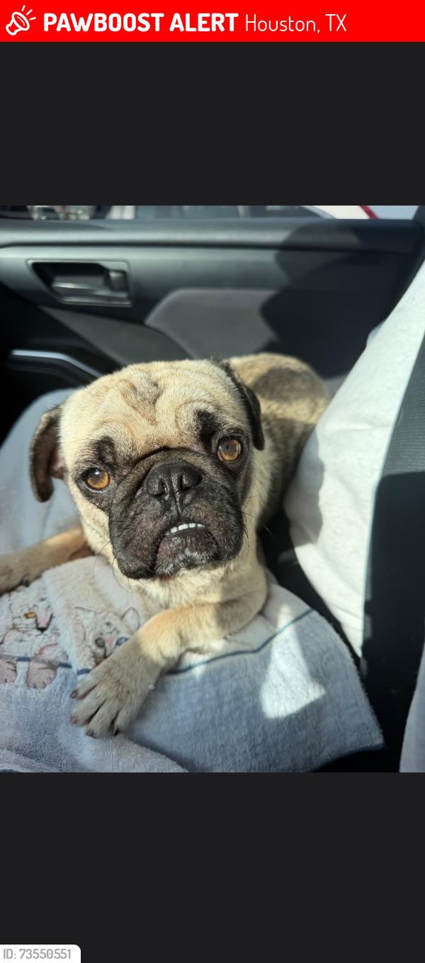 Lost Male Dog last seen Beckford, Houston, TX 77099