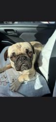 Lost Male Dog last seen Beckford, Houston, TX 77099