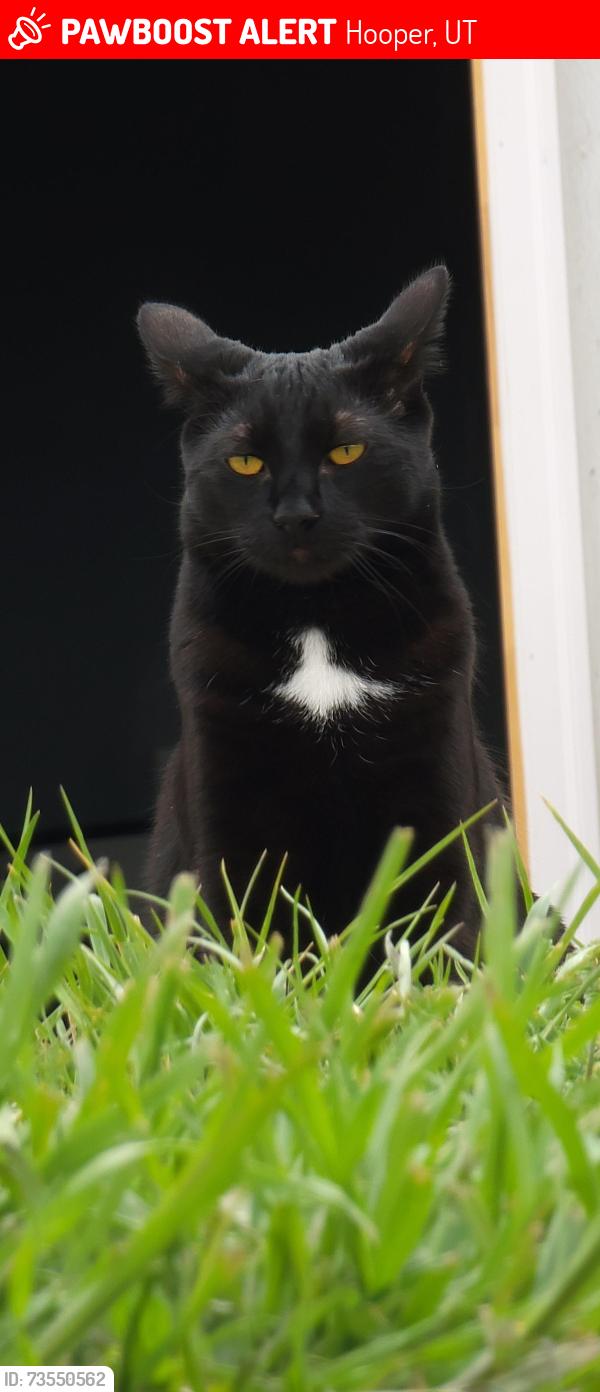 Lost Male Cat last seen Near s 4700 w, Hooper, UT 84315