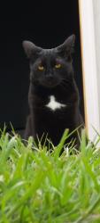 Lost Male Cat last seen Near s 4700 w, Hooper, UT 84315