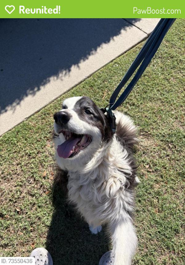 Reunited Unknown Dog last seen Near W Garvey Ave N, West Covina, CA 91790, USA, West Covina, CA 91790
