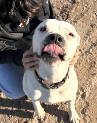 Reunited Female Dog last seen Bryan and Mckinley Ave, Fresno, CA 93723