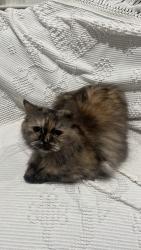 Reunited Female Cat last seen South Lakes Ct, Reston, VA 20191