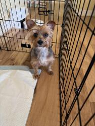 Reunited Female Dog last seen Shenandoah and Garfield, Foothill Farms, CA 95841