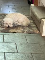 Found/Stray Male Dog last seen Yaupon drive and se green oaks blvd, Arlington, TX 76018