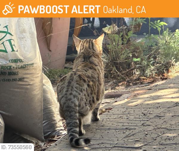 Found/Stray Unknown Cat last seen Lee Street, Oakland, CA 94610