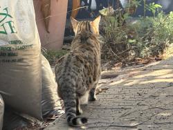 Found/Stray Unknown Cat last seen Lee Street, Oakland, CA 94610