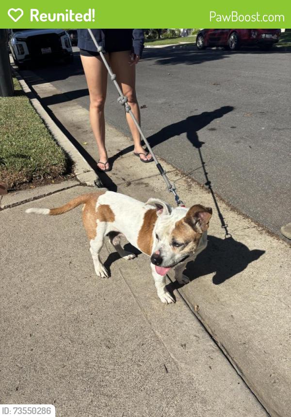 Reunited Male Dog last seen Towner and W 18th Street, Santa Ana, CA 92706