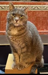 Reunited Female Cat last seen Lawton st, Harrisburg, PA 17102