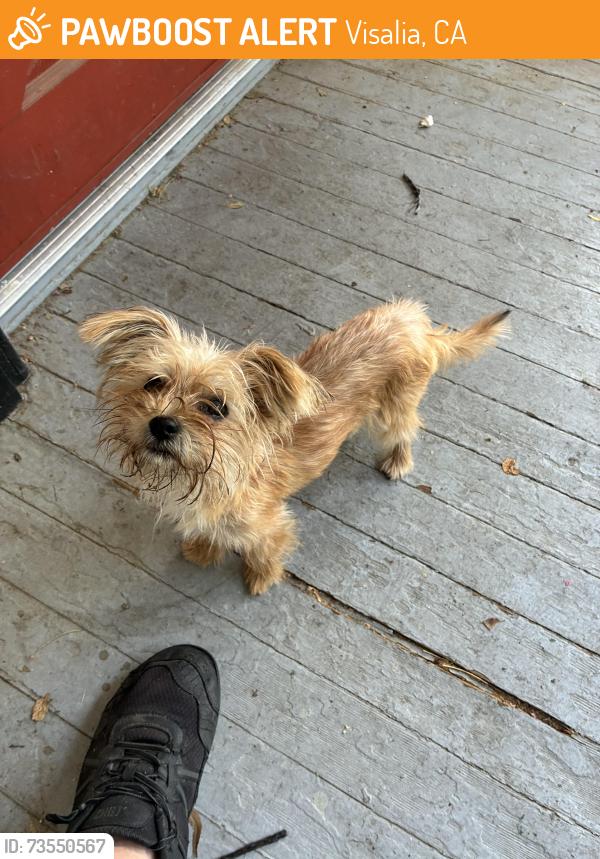 Found/Stray Unknown Dog last seen Court st and Tulare ave, Visalia, CA 93277
