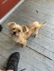 Found/Stray Unknown Dog last seen Court st and Tulare ave, Visalia, CA 93277