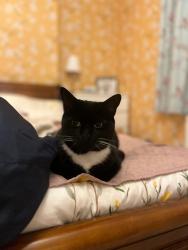 Reunited Male Cat last seen Birkbeck and Ravenscroft Road, Greater London, England BR3 4SP