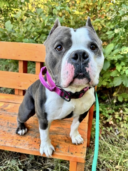Shelter Stray Male Dog last seen Near N Calvert St, Baltimore, MD 21202, 21202, MD, 2490 Giles Rd, Baltimore, MD 21225, USA