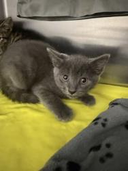Shelter Stray Male Cat last seen Near Sydney Ave, 21230, MD, 2490 Giles Rd, Baltimore, MD 21225, USA