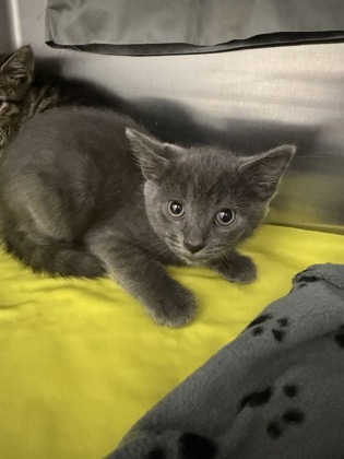 Shelter Stray Male Cat last seen Near Sydney Ave, 21230, MD, 2490 Giles Rd, Baltimore, MD 21225, USA