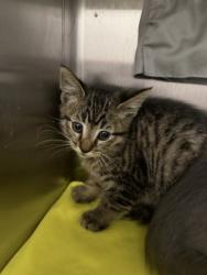 Shelter Stray Male Cat last seen Near Sydney Ave, 21230, MD, 2490 Giles Rd, Baltimore, MD 21225, USA
