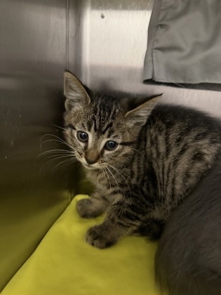Shelter Stray Male Cat last seen Near Sydney Ave, 21230, MD, 2490 Giles Rd, Baltimore, MD 21225, USA
