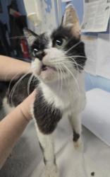 Shelter Stray Male Cat last seen Cirby Way / Sunrise Ave, Roseville City, CA, 200 Tahoe Ave, Roseville, CA 95678, USA