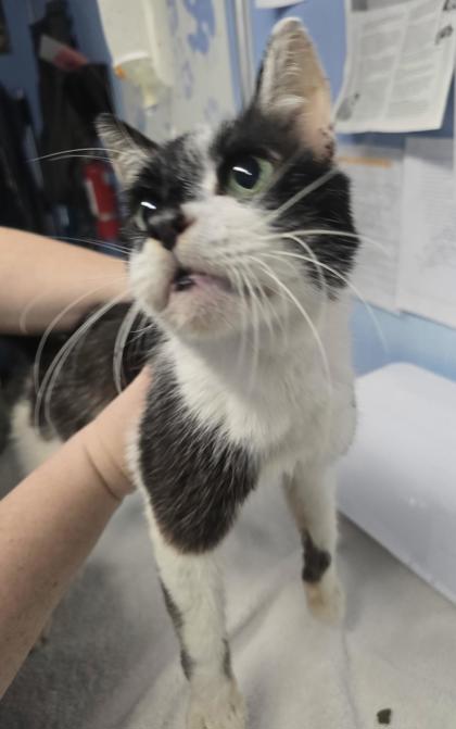 Shelter Stray Male Cat last seen Cirby Way / Sunrise Ave, Roseville City, CA, 200 Tahoe Ave, Roseville, CA 95678, USA