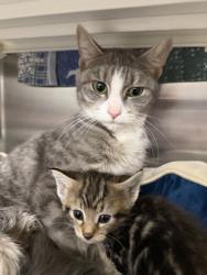 Shelter Stray Female Cat last seen Near Carswell St, 21218, MD, 2490 Giles Rd, Baltimore, MD 21225, USA