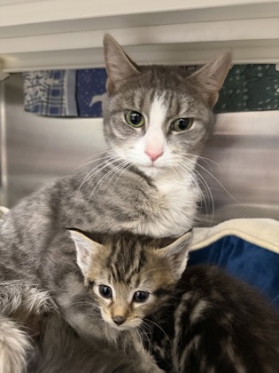 Shelter Stray Female Cat last seen Near Carswell St, 21218, MD, 2490 Giles Rd, Baltimore, MD 21225, USA