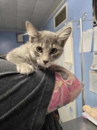 Shelter Stray Male Cat last seen Orvietta Dr. and Grazziani Way, Roseville City, CA, 200 Tahoe Ave, Roseville, CA 95678, USA